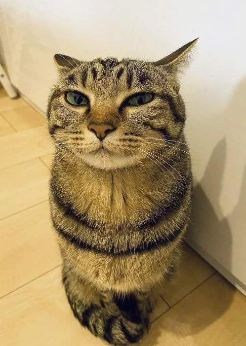 Кот сидит у стены